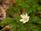 Close up of white wood anemone in forest, early spring