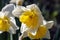 Close-up of a white and yellow daffodil at Sigurta garden park