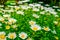 Close up white yellow daisy on green field. blur background. Flowering of daisies. Oxeye daisy, Leucanthemum vulgare, Dox-eye,