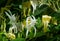 Close-up of white and yellow flower of Lonicera japonica, known as Japanese honeysuckle and golden-and-silver honeysuckle.