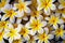 Close up of white and yellow frangipani flowers, Thailand