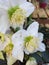 A close up of a white and yellow Hellebore