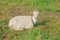 Close up white young goat in farm in a meadow