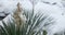 close-up, white yucca flowers under the snow. natural anomaly, climate change