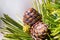 Close up of Whitebark Pine Pinus albicaulis cones surrounded by long, green, needles; California