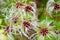 Close up of a whitered white and red flower in autum