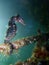 Close up of a  Whites seahorse, sea horse Hippocampus Whitei clinging at the shark net of Watsons Bay aquatic pool