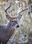 Close up whitetail buck