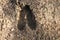 Close up of a Whitetail Deer track in the sand