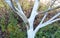 Close up on whitewashing fruit tree. Whitewashing apple tree trunk