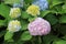 A close up of whitish pink and blue flowers and buds of Hydrangea macrophylla (bigleaf, lacecap, mophead hydrangea)