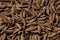 Close up of whole cumin seeds