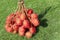 Close up of whole Rambutan. Top view healthy fruits on green lawn. Ready to eat sweet Bali fruit. Fruit is rounded oval single-