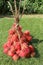 Close up of whole Rambutan. Top view healthy fruits on green lawn. Ready to eat sweet Bali fruit. Fruit is rounded oval single-