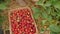 Close-up of a wicker box full of strawberry harvest