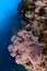 Close up wide angle soft coral