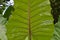 Close Up Wide Leaf Veins Texture Of Alocasia Macrorrhiza Or Giant Taro Plant
