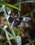 Close up of a Widow Skimmer dragonfly holding to a slender branch against a blurred natural background