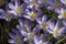 Close up of the width open flowers of Crocus tommasinianus - boerenkrokus