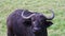 Close-up of wild African buffalo in its natural environment