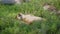 Close Up Of Wild African Lioness Sleeping On Grass In Savannah And Waking Up