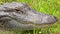 Close-up of a wild American Alligator head and face