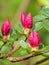 Close-up of Wild Appalachian Mountain Pink Azalea Buds