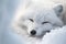 Close up of Wild arctic fox sleeping in the snow. Amazing wild life. Generative Ai