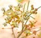 Close up of wild Asclepias verticillata, the whorled milkweed