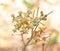Close up of wild Asclepias verticillata, the whorled milkweed, eastern whorled milkweed,  in Sandhills