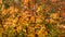 Close-up on the wild autumn vegetation and its changing colors, in this beautiful shrub