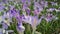 Close up wild beautiful blue flowers