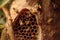 close-up of wild bees on honeycomb in tree hollow