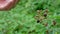 Close up of wild berries in a forest.