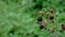 Close up of wild berries in a forest.