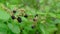 Close up of wild berries in a forest.