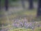 Close-up of wild bloomin pink heather in forest. Beautiful nature.