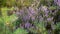 Close-up of wild bloomin pink heather in forest. Beautiful nature.