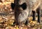 Close up of wild boar in autumn forest