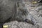Close up of Wild boar sus scrofa ferus in wildlife.