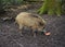 Close-up of wild boar or Wild pig (sus scrofa) piglets in a forest in early summar