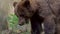 Close up of wild Brown Bear walking free through trees and plants at forest