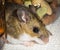 Close up of a wild brown house mouse, Mus musculus, peeking out from behind food containers in a kitchen cabinet.