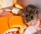 Close up of a wild brown house mouse surrounded by orange peels.