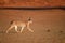 Close up, wild Caracal, side view on walking desert lynx in early morning typical desert environment against reddish dunes of