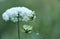 Close up of wild carrot Daucus carota.