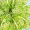 Close up of wild carrot seedhead