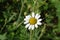 Close-up wild chamomile, medicinal chamomile flower