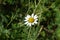 Close-up wild chamomile, medicinal chamomile flower