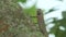 Close up wild changeable lizard or oriental garden lizard on tree with ants